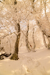 A magnificent forest in the winter season