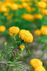 Marigold flowers famous flower in Thailand