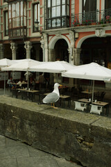 Seagull on a stone railing with caf&eacute; umbrellas and old town buildings in the background