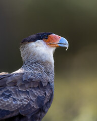 crested caracara bird