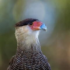 crested caracara bird
