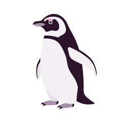 African penguin cute funny black back and white belly bird stand side. Flightless seabird with flippers for swimming, diving, marine life jackass, ornithology. Vector flat style cartoon illustration