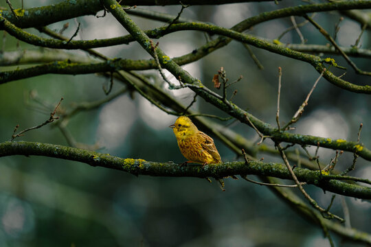 Yellowhammer on a branch.