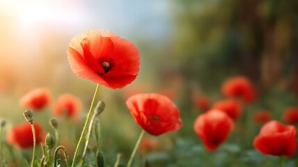 Obraz premium Vibrant field of red poppy flowers under a clear sky