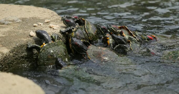 Red-eared slider turtles gather, feeding on bread crumbs at the concrete water's edge under natural light. Wildlife and animal behavior concept.