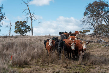 Regenerative Cattle Farming in Europe's Lush Green Pastures Daily Nourishes Communities with Healthy Livestock Grazing in Idyllic Fields in australia