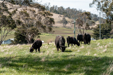 Regenerative Cattle Farming in Europe's Lush Green Pastures Daily Nourishes Communities with Healthy Livestock Grazing in Idyllic Fields in australia