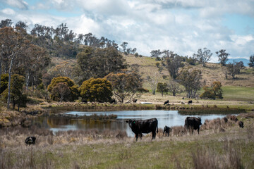 Regenerative Cattle Farming in Europe's Lush Green Pastures Daily Nourishes Communities with Healthy Livestock Grazing in Idyllic Fields in australia