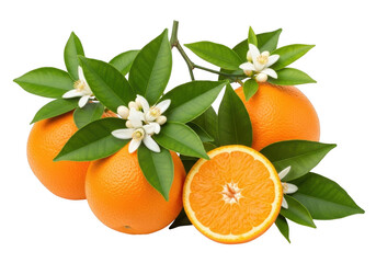 Fresh oranges with leaves and flowers isolated on transparent background