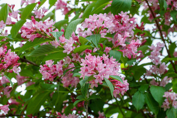 250528タニウツギ