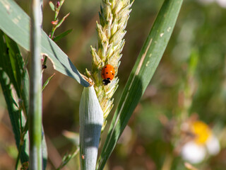 Red ladybug on a wheat stalk with a blurred background.