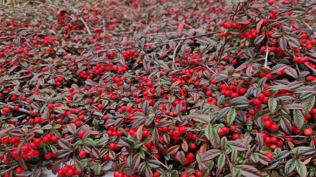  an evergreen ground cover shrub in the rose family. It is popular for its glossy, dark green leaves, which can turn orange-red in autumn, and for its distinctive, round red berries that persist on th