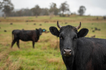 Regenerative Cattle Farming in Europe's Lush Green Pastures Daily Nourishes Communities with Healthy Livestock Grazing in Idyllic Fields in australia