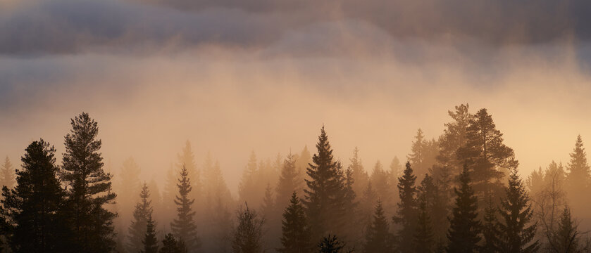  Sunrays Breaking Through Fog in Pine Forest During Autumn in Norwegian Woods, Kr&oslash;deren, Norway