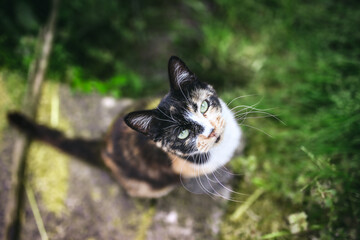 Curious Calico Cat with Green Eyes Looking Up