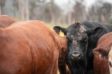 Regenerative Cattle Farming in Europe's Lush Green Pastures Daily Nourishes Communities with Healthy Livestock Grazing in Idyllic Fields in australia