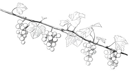 Elegant Minimalist Grapevines Illustration Vector Artwork