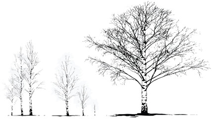 Minimalist Birch Tree Vector Illustration for Creative Designs