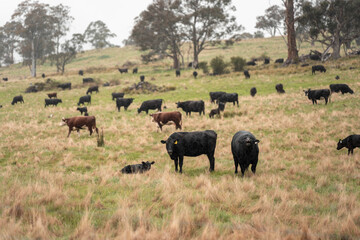 Regenerative Cattle Farming in Europe's Lush Green Pastures Daily Nourishes Communities with Healthy Livestock Grazing in Idyllic Fields in australia