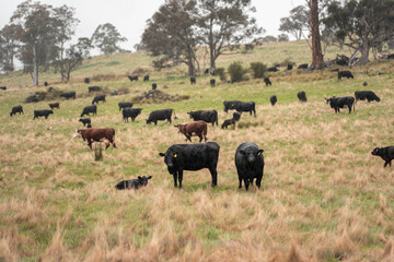 Regenerative Cattle Farming in Europe's Lush Green Pastures Daily Nourishes Communities with Healthy Livestock Grazing in Idyllic Fields in australia