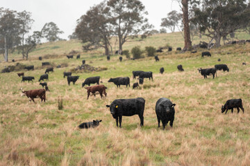 Regenerative Cattle Farming in Europe's Lush Green Pastures Daily Nourishes Communities with Healthy Livestock Grazing in Idyllic Fields in australia