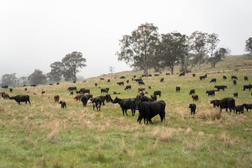 Regenerative Cattle Farming in Europe's Lush Green Pastures Daily Nourishes Communities with Healthy Livestock Grazing in Idyllic Fields in australia