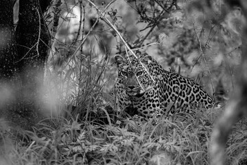 Leopard in Africa © Brad