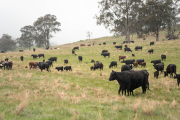 Regenerative Cattle Farming in Europe's Lush Green Pastures Daily Nourishes Communities with Healthy Livestock Grazing in Idyllic Fields in australia