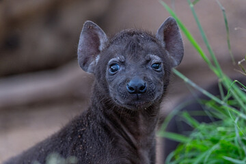 Young Hyenas and their pack