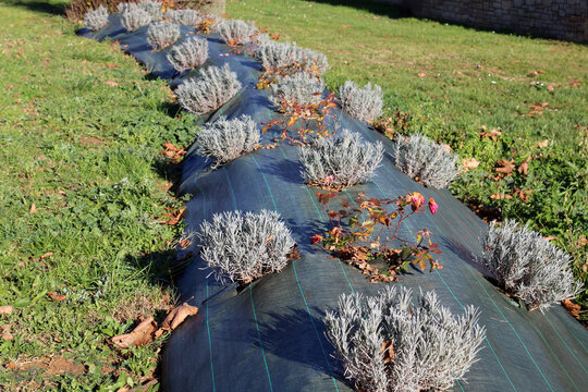 Toile de g&eacute;otextile, pr&eacute;paration pour plantation de massif de lavandes jardin