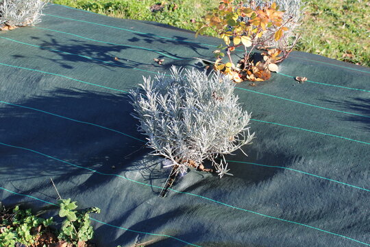 Toile de g&eacute;otextile, pr&eacute;paration pour plantation de massif de lavandes jardin