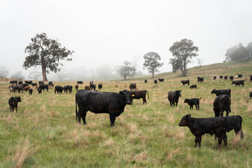 Regenerative Cattle Farming in Europe's Lush Green Pastures Daily Nourishes Communities with Healthy Livestock Grazing in Idyllic Fields in australia