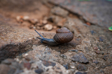 A macro shows a dark brown land snail inching on damp stone in Madeira Island, Portugal. Shallow depth of field isolates glossy antennae and ridged shell in soft light.