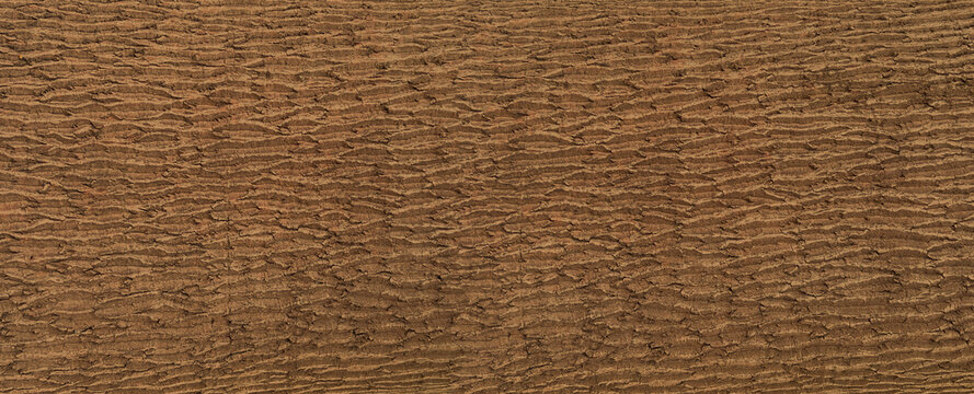 Tree bark surface showing natural rough wood texture