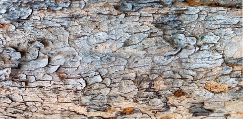 Tree bark texture showing rough natural pattern