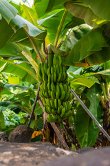 Obraz premium Unripe green bananas hang on a banana plant in Funchal, Madeira, with wooden stakes, glossy leaves, and volcanic stones under warm daylight on a hillside plantation.