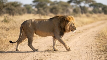 Naklejka premium Majestic Lion Walking on Dirt Road in African Savannah, Wildlife Photography