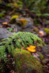 Close up fern frond arches over a moss covered rock in Madeira laurisilva, with orange mushrooms and stones present. Soft light and shallow depth of field emphasize detail.