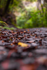 Ground level view shows wet reddish brown leaves and a small fern, with laurel forest softly blurred beyond on a damp levada path in Madeira, Portugal.