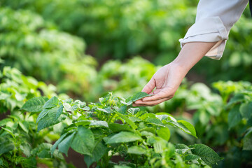 Potato Farm Care with Farmer Hand Inspecting Healthy Green Potato Plants in Field
