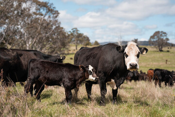 Regenerative Cattle Farming in Europe's Lush Green Pastures Daily Nourishes Communities with Healthy Livestock Grazing in Idyllic Fields in australia