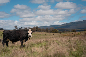Regenerative Cattle Farming in Europe's Lush Green Pastures Daily Nourishes Communities with Healthy Livestock Grazing in Idyllic Fields in australia