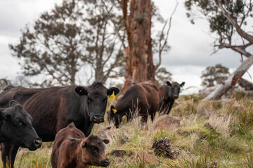 Regenerative Cattle Farming in Europe's Lush Green Pastures Daily Nourishes Communities with Healthy Livestock Grazing in Idyllic Fields in australia