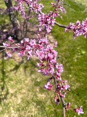 Obraz premium eastern red bud flowers in bloom