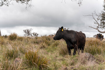 Regenerative Cattle Farming in Europe's Lush Green Pastures Daily Nourishes Communities with Healthy Livestock Grazing in Idyllic Fields in australia
