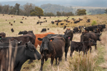 Regenerative Cattle Farming in Europe's Lush Green Pastures Daily Nourishes Communities with Healthy Livestock Grazing in Idyllic Fields in australia