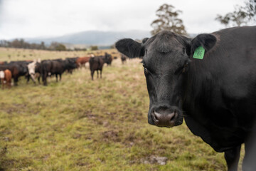 Regenerative Cattle Farming in Europe's Lush Green Pastures Daily Nourishes Communities with Healthy Livestock Grazing in Idyllic Fields in australia