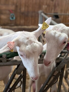 Deux Chevreaux Blancs Curieux dans une Ferme