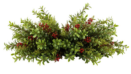 Evergreen branch with red berries isolated on transparent background
