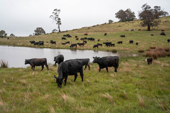 Regenerative Cattle Farming in Europe's Lush Green Pastures Daily Nourishes Communities with Healthy Livestock Grazing in Idyllic Fields in australia